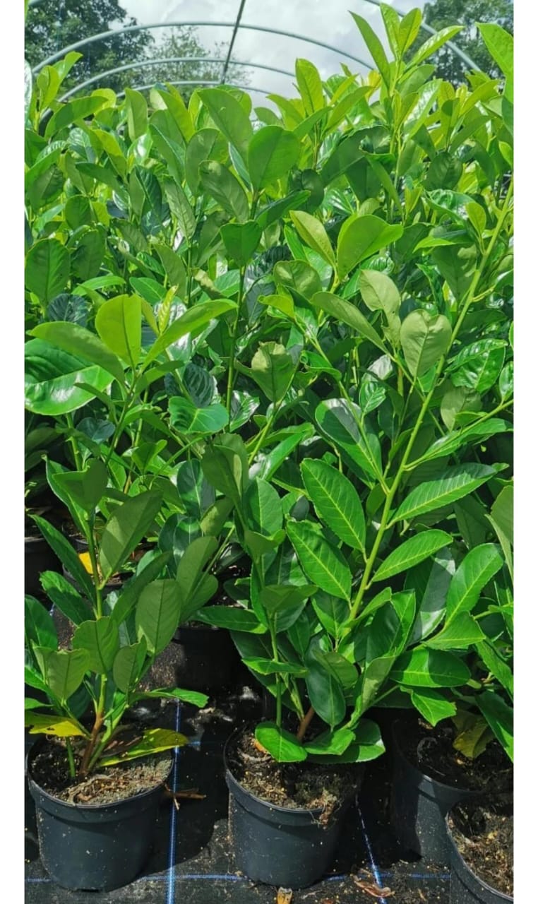 20 x Cherry Laurel Evergreen Hedging Fast Growing 60-90cm 2ltr Pots
