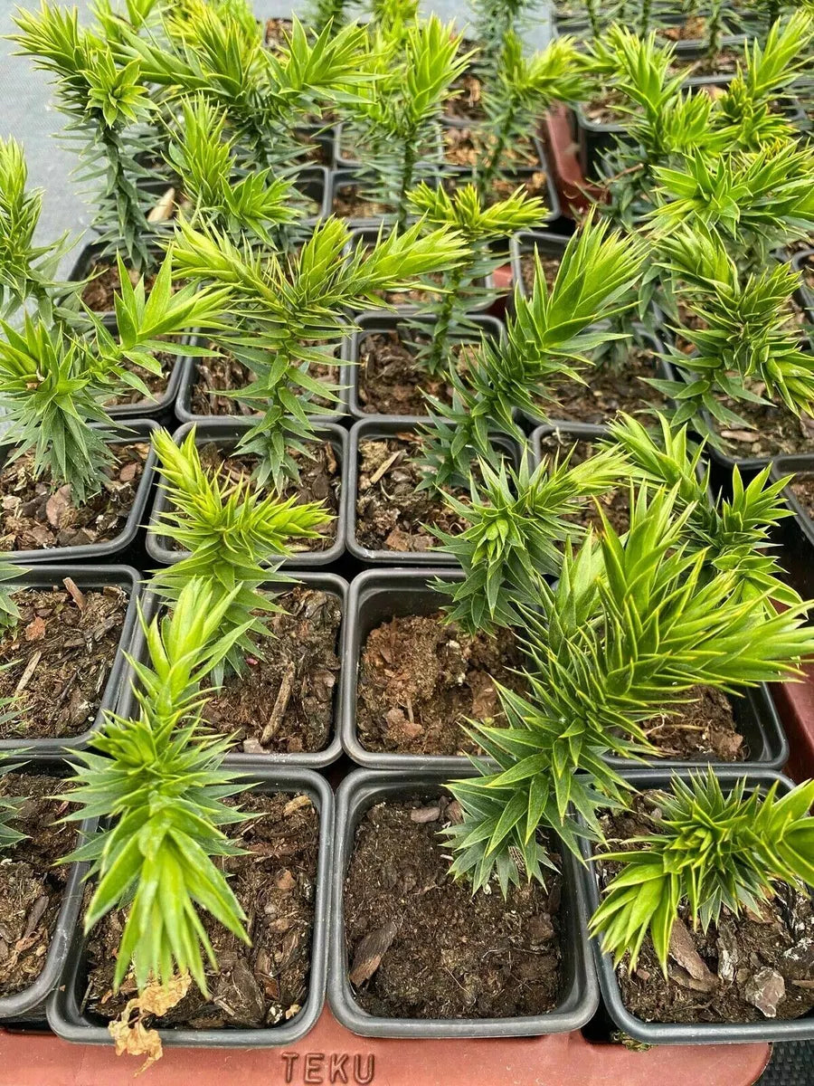 Premium Monkey Puzzle Tree β 3 Year Old β Strong Specimen