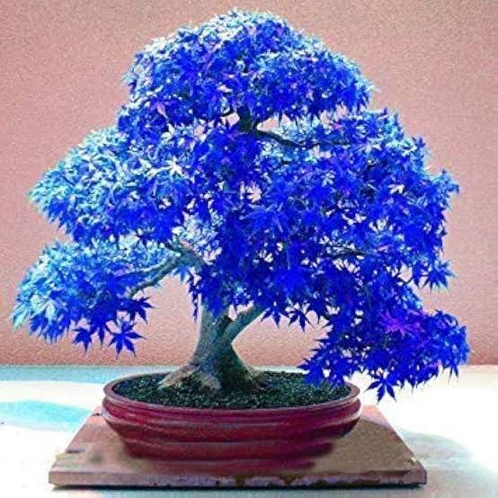20 Seeds Purple Blue Ghost Japanese Maple Tree