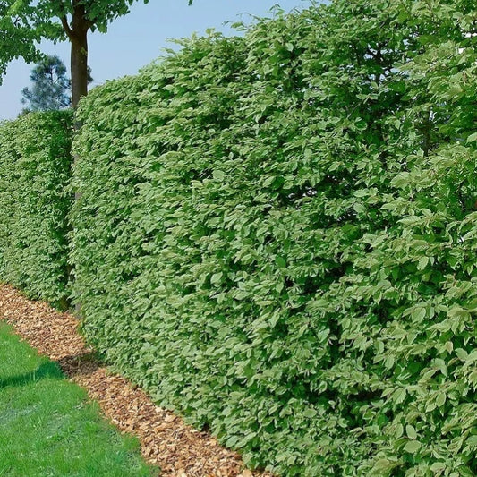 10 Green Beech Hedging Trees 60-90cms Fagus Sylvatica, Golden Winter Leaves Bareroot