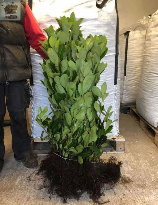 2-3ft Cherry Laurel Hedging Evergreen Plants Bare Root Multi Stem A+ Grade Royalcart
