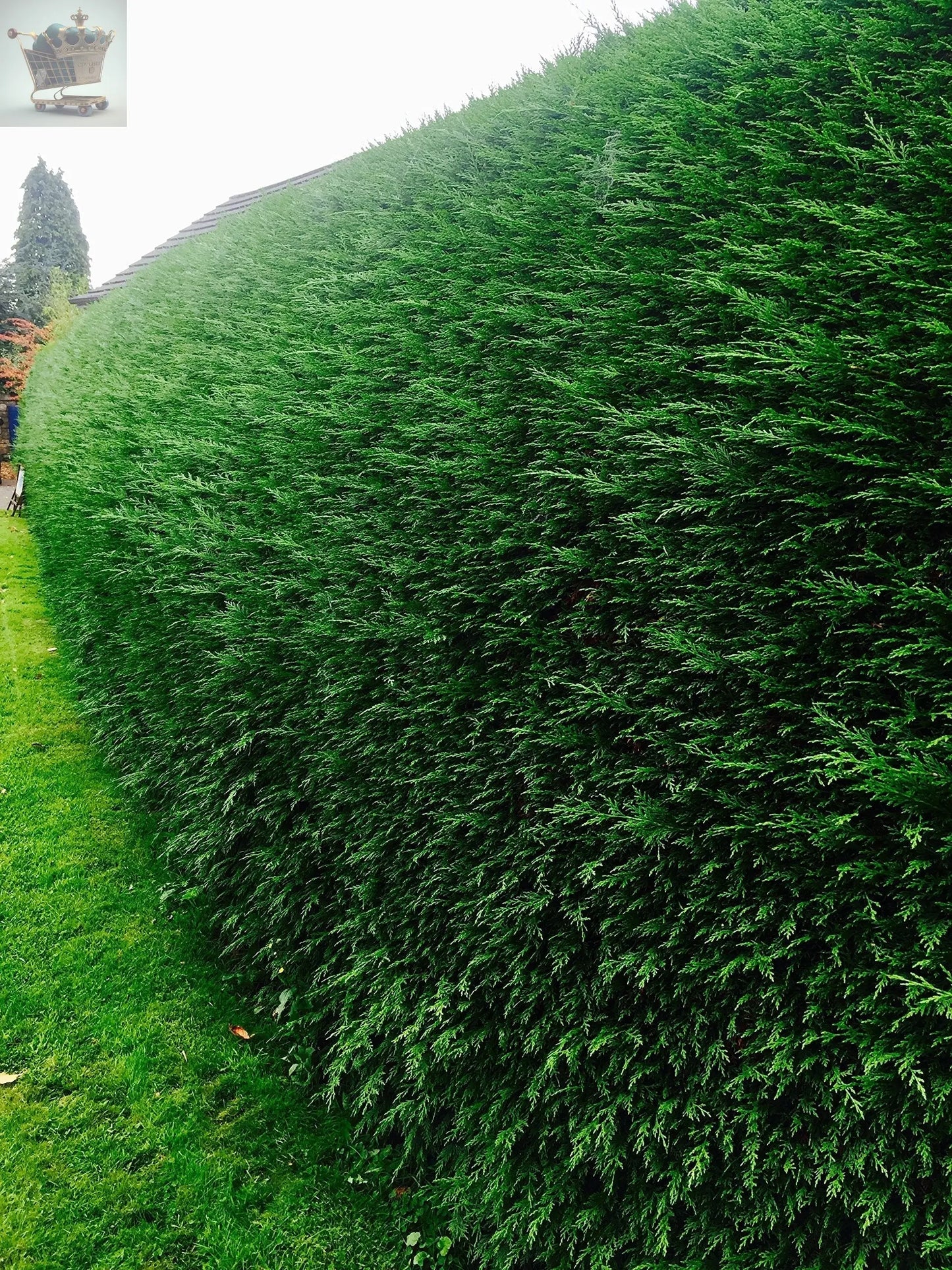 20 X 50-70cm LEYLANDII GREEN EVERGREEN CONIFER HEDGING LEYLANDII PLANT POTTED PACK OF 20 PLANTS - Royalcart