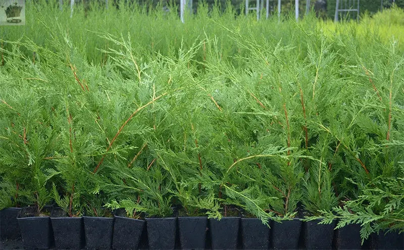 20 X 50-70cm LEYLANDII GREEN EVERGREEN CONIFER HEDGING LEYLANDII PLANT POTTED PACK OF 20 PLANTS - Royalcart