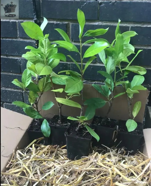 30 Cherry Laurel Hedging 1.5-2ft Tall Potted Gearcourt
