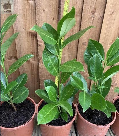 30 Cherry Laurel Hedging 1.5-2ft Tall Potted Gearcourt