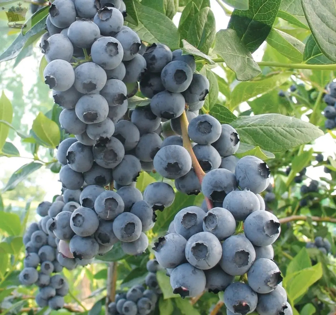 Blueberry bush Duke - Vaccinium corymbosum | Outdoor Fruit Shrub Plant 9cm Pot Royalcart