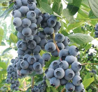 Blueberry bush Duke - Vaccinium corymbosum | Outdoor Fruit Shrub Plant 9cm Pot Royalcart