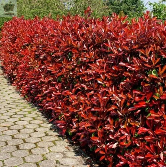 Christmas Berry / Photinia fraseri 'Red Robin' Hedging 25-40cm Tall Potted Gearcourt
