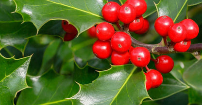 10 Holly Hedging Plants 25-40cm Native Evergreen Ilex Aquilfolium Fast Growth