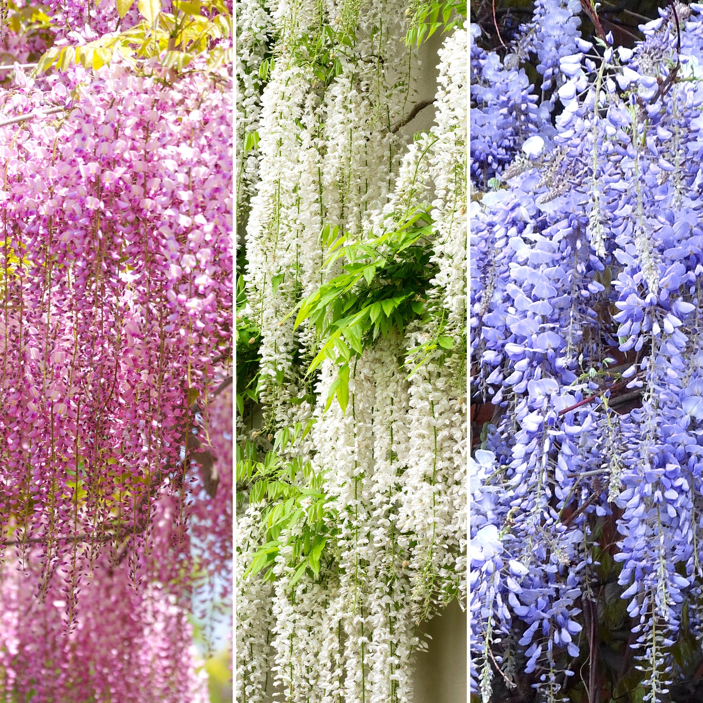 Wisteria Mix - 3 Plants - Deciduous Flowering Hardy Climbing Garden Shrub Plants