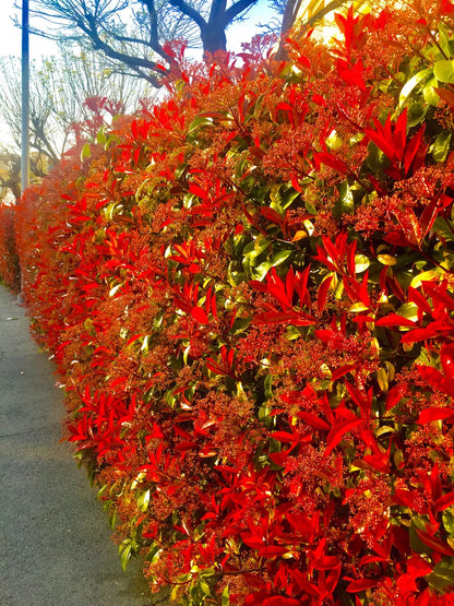 25 Red Robin Hedging Photinia Evergreen Plants Fast Growing 20-30cm Potted