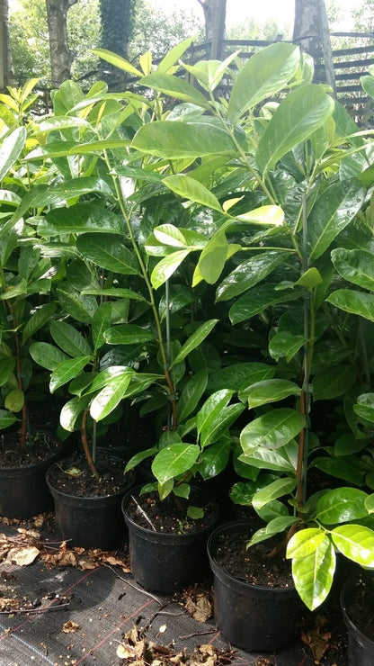 10X CHERRY LAUREL HEDGING PLANTS EVERGREEN TREES SHRUBS HARDY 2LT POTS  3 FOOT