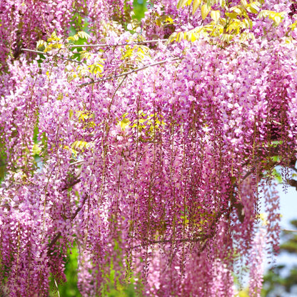 Wisteria Mix - 3 Plants - Deciduous Flowering Hardy Climbing Garden Shrub Plants