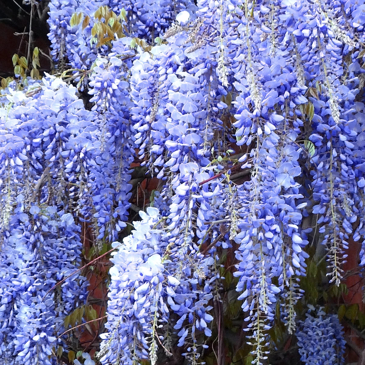 Wisteria Mix - 3 Plants - Deciduous Flowering Hardy Climbing Garden Shrub Plants
