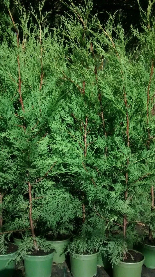10X TREES GREEN LEYLANDII HEDGING CONIFER 3.5-4 FOOT PLANTS 2LT POTS EVERGREEN