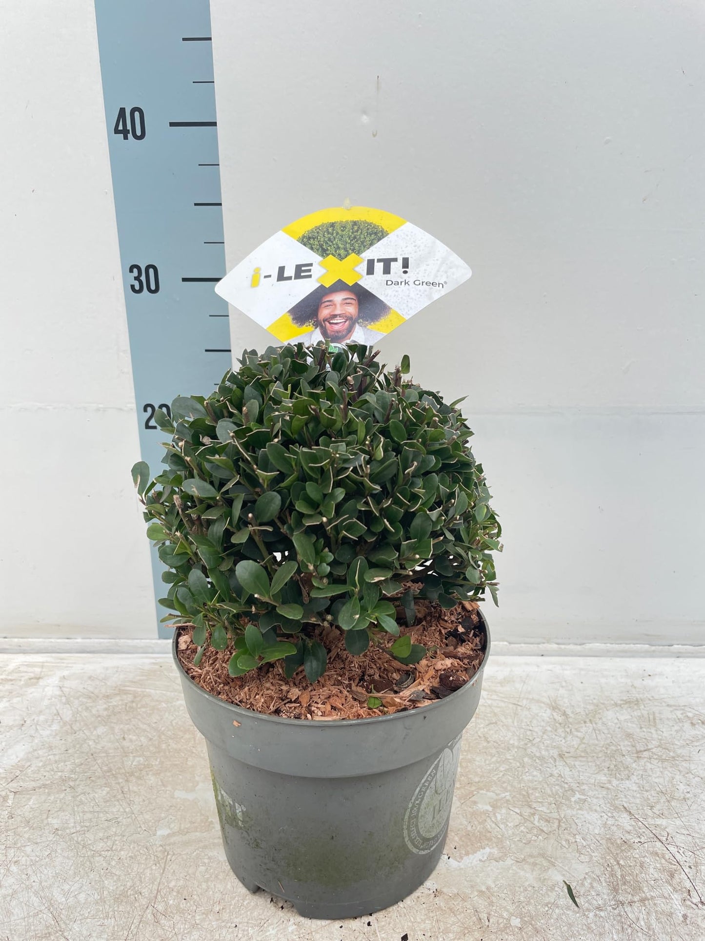 Ilex Crenata Green Glory' Ball Garden Plant evergreen in 2L pot