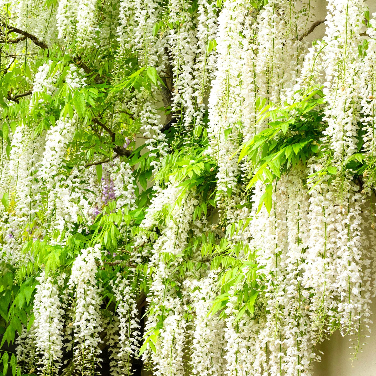 Wisteria Mix - 3 Plants - Deciduous Flowering Hardy Climbing Garden Shrub Plants