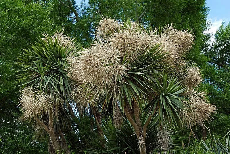 Cabbage Palm - Cordyline australis - 50 Seeds - Hardy Palm Tree