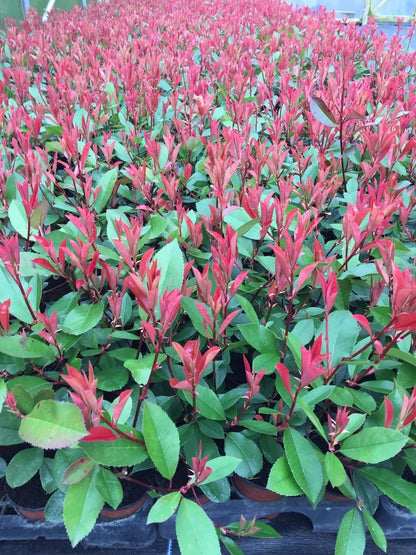 25 Red Robin Hedging Photinia Evergreen Plants Fast Growing 20-30cm Potted