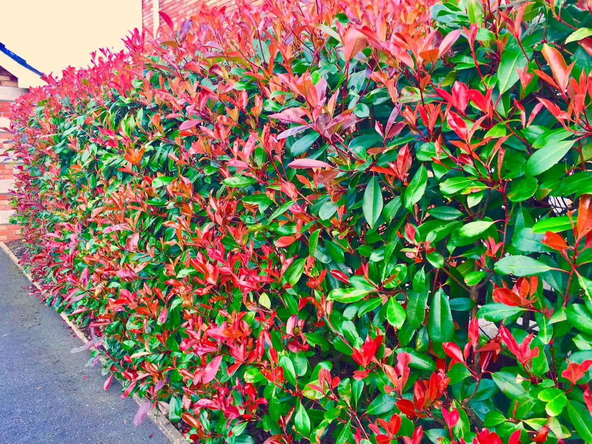 25 Red Robin Hedging Photinia Evergreen Plants Fast Growing 20-30cm Potted
