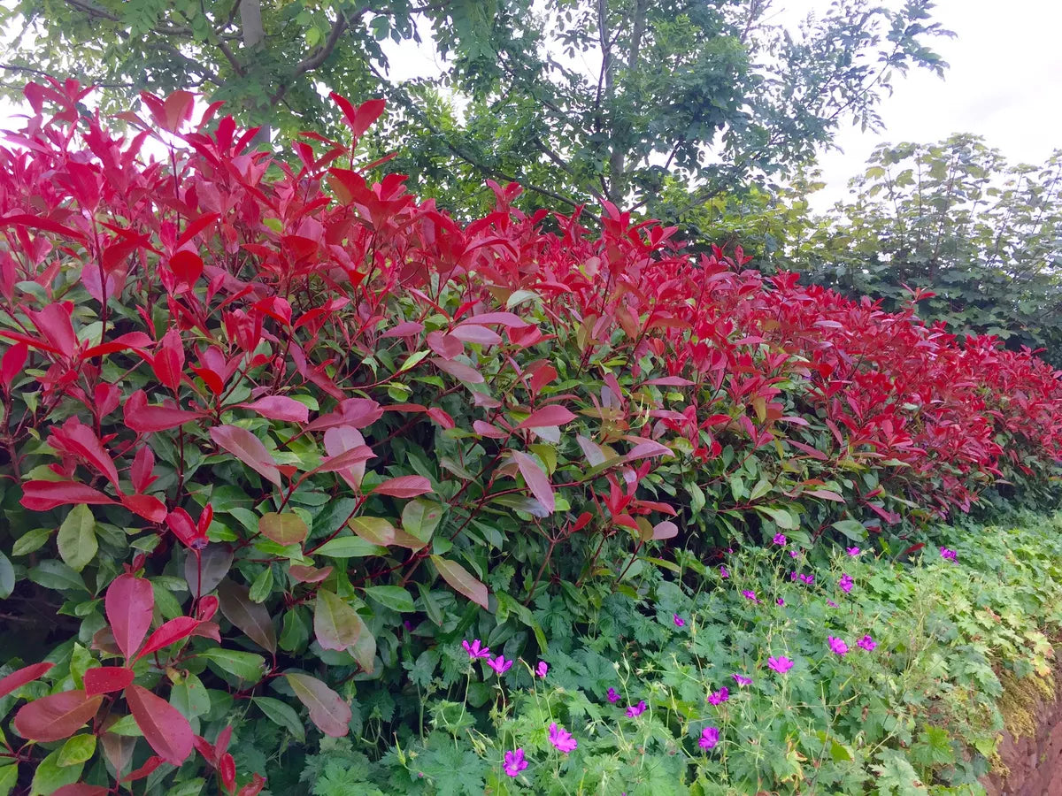 25 Red Robin Hedging Photinia Evergreen Plants Fast Growing 20-30cm Potted