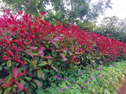 25 Red Robin Hedging Photinia Evergreen Plants Fast Growing 20-30cm Potted